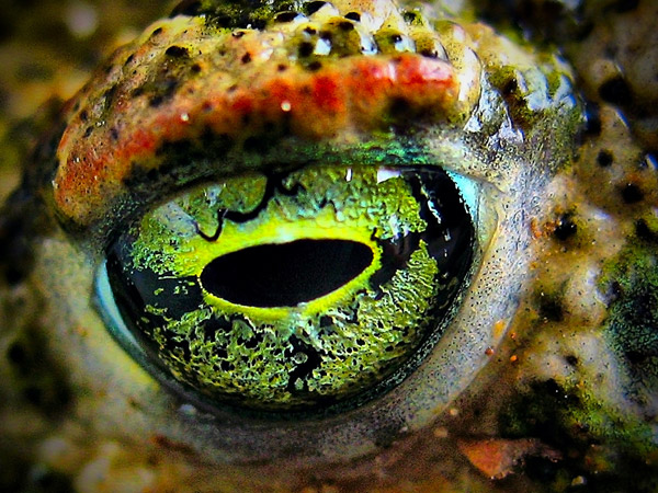 Amazing Eye Macros