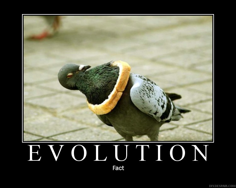 Evolution: Fact