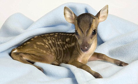 Tiny Baby Deer