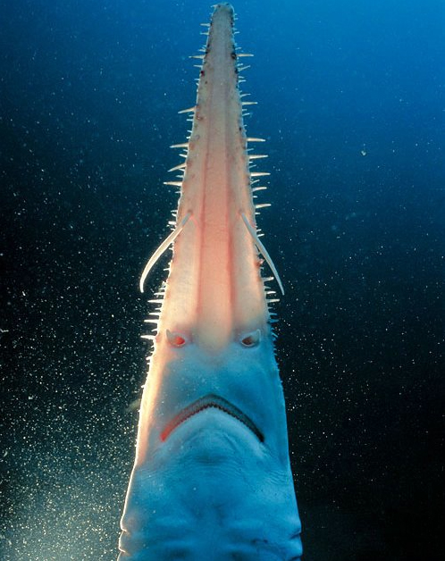 unusual deep sea creatures