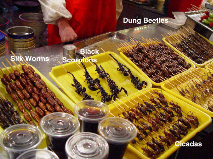 beijing olympics food - Dung Beetles Silk Worms Black Scorpions Sur Cicadas