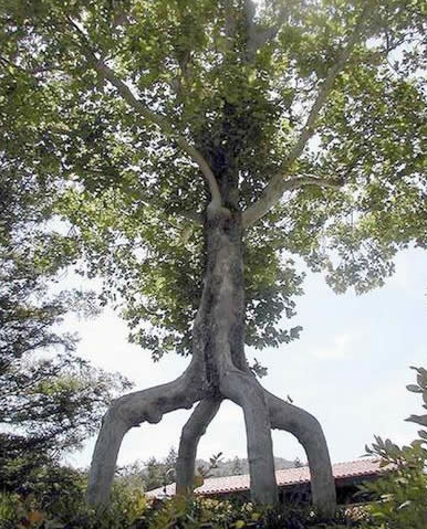 Strange, Odd Trees