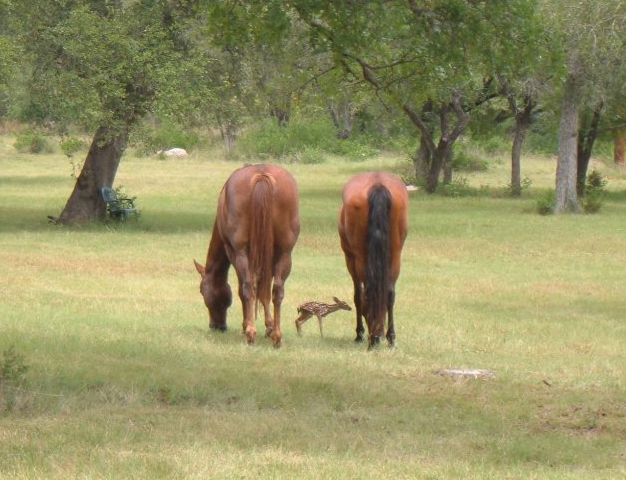 Horses and Fawn