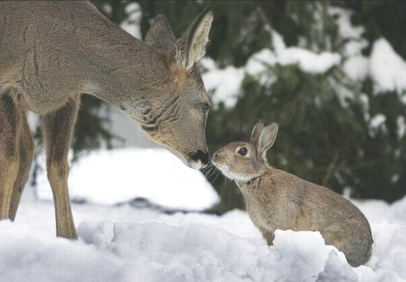 Real Life Bambi and Thumper