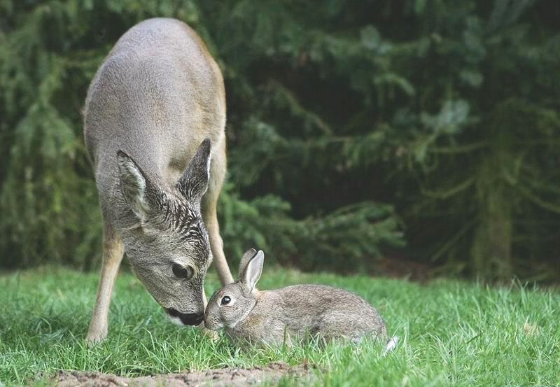 Real Life Bambi and Thumper