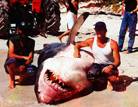 Shark Images from Australia