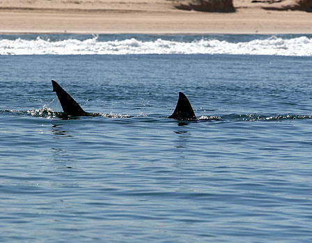 Shark Images from Australia