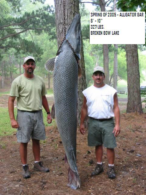 Huge alligator gar caught in lake