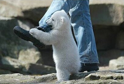 Polar Bear Attack at Zoo