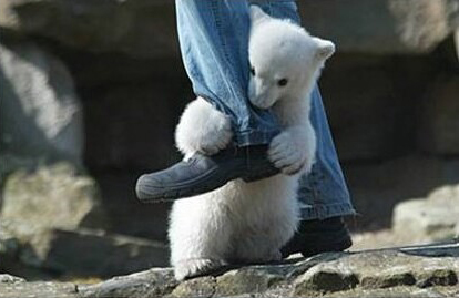 Polar Bear Attack at Zoo