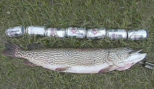 ever catch a fish that measured more than 7 beer cans?