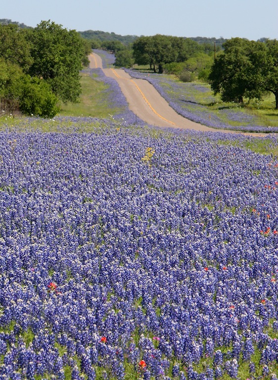 Springtime in Texas