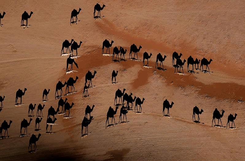 This picture was taken directly above camels in the desert at sunset. The camels are the whitish flecks. The black camel shapes are the shadows!