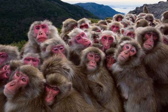 Shodo Shima, Japan - macaques huddle together for warmth