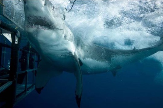 a 13 foot, 3000 plus pound Great White Shark off the coast of Mexico