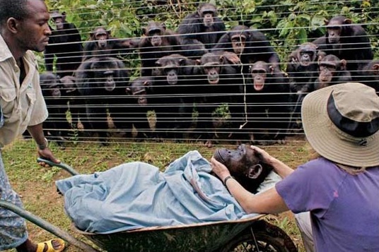 Sanaga-Yeng Chimpanzee Rescue Center inCameroon - the grief ridden chimps watch as an elder is laid to rest