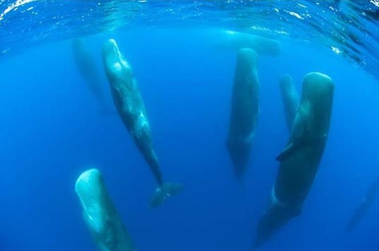 Sperm Whales float vertically in a form of communal slumber near the Azores