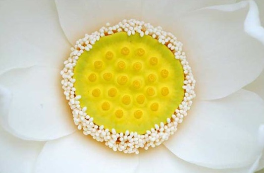 a lotus bloom in a Maryland garden pool