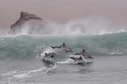 Bottlenosed dolphins 40 miles southeast of Lima