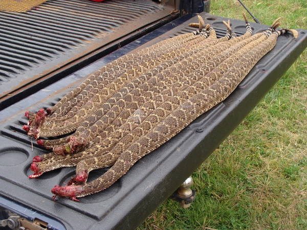 Snakes on a Truck
