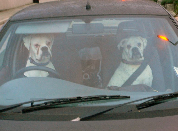 Dogs Driving Cars