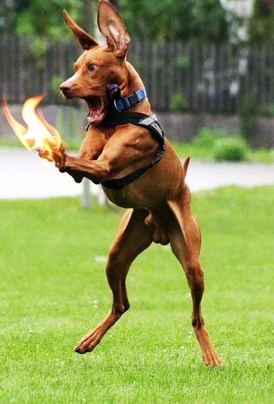 photoshop funny dog
