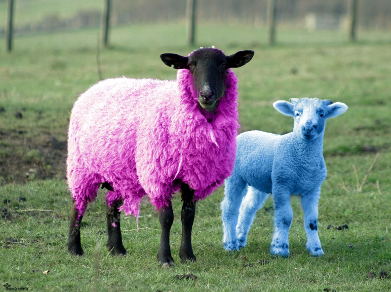 photoshop funny sheep