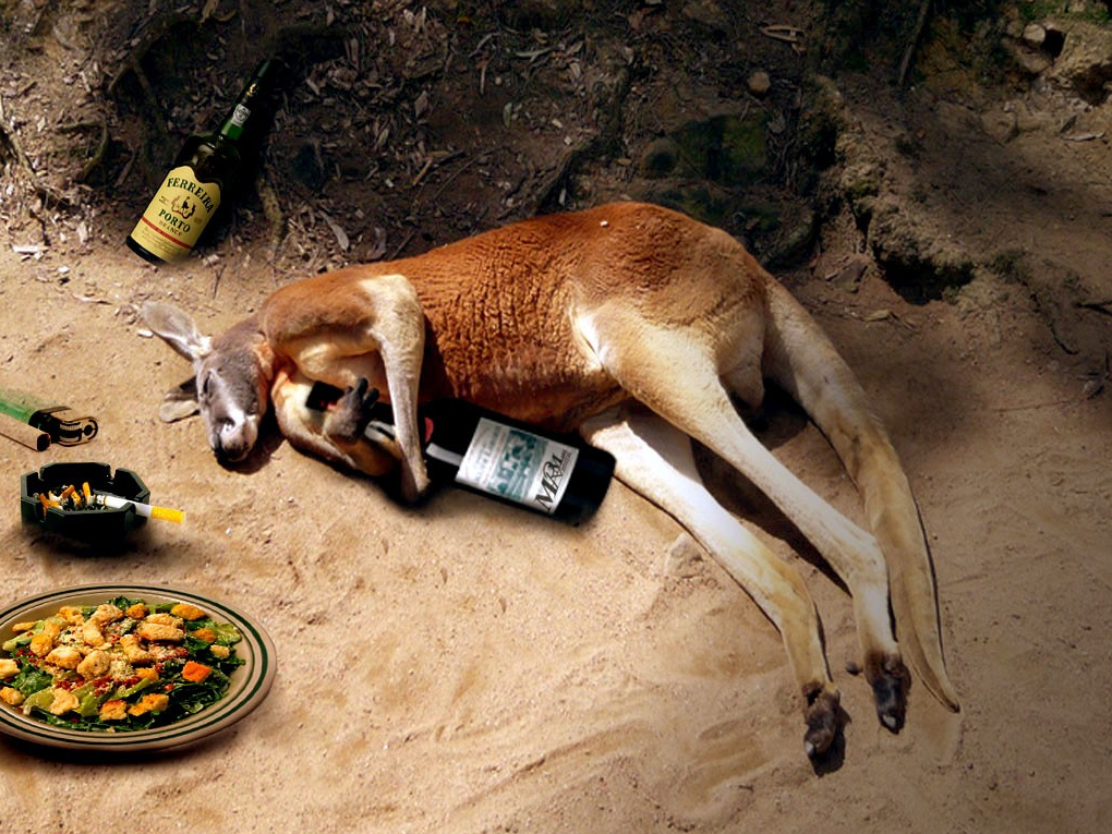 photoshop funny kangaroo