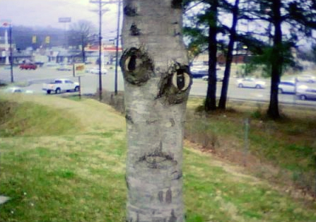 alien tree is concerned