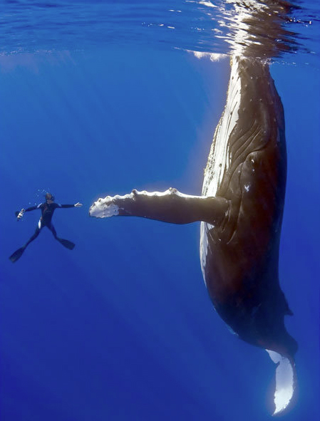anyone else ever high fived a whale?