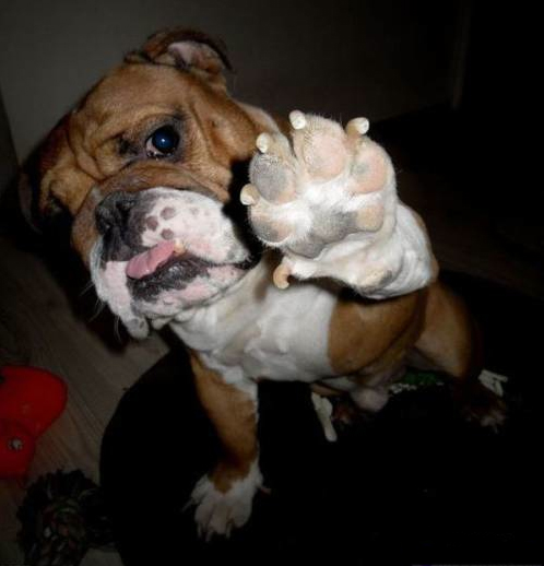 dogs love to high five!