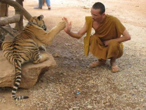 this tiger high fives better than tiger woods!