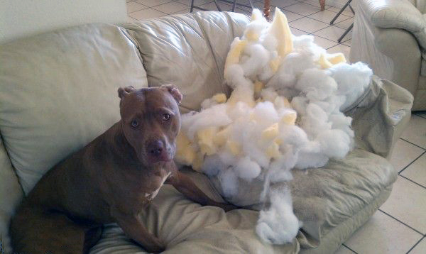 Bad Dog...Bad Dog!!!