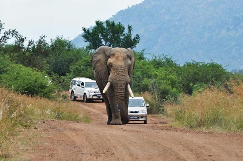 Road Rage in Africa