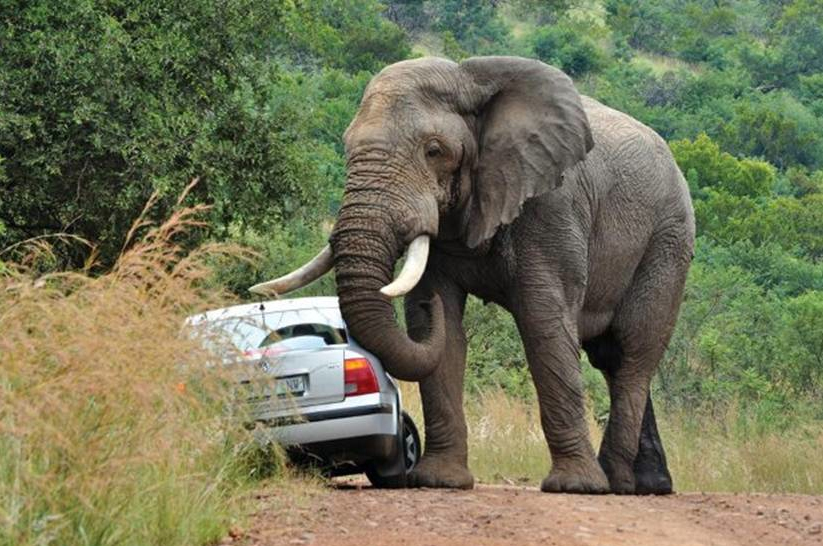 Road Rage in Africa