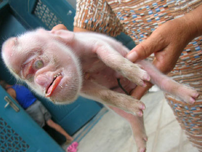 Another wtf moment. An actual pig born with a deformed head that looks like a monkey. Maybe it is an evolutionary new super animal.