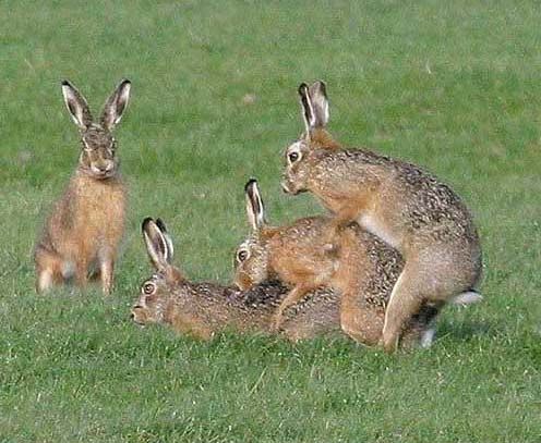 typical rabbits.