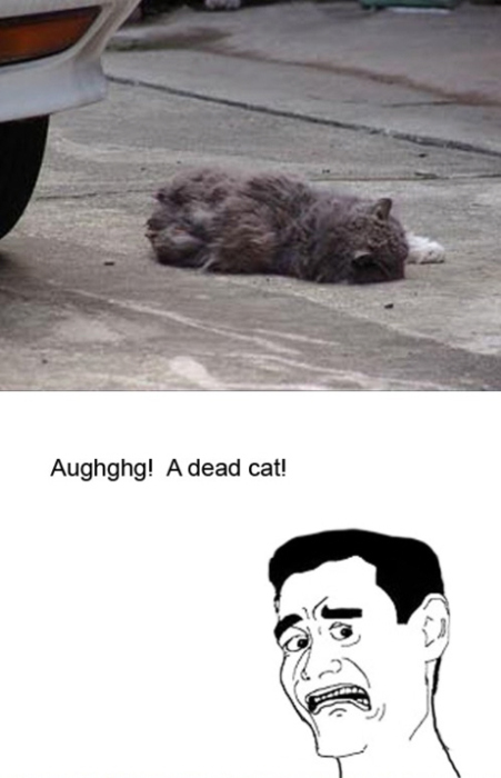 Dead cat, Scary cat....