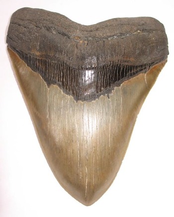 Dinasour Fossils and some Megalodon Teeth