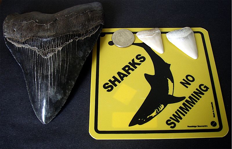 2 great white shark teeth compared to a Megalodon tooth
