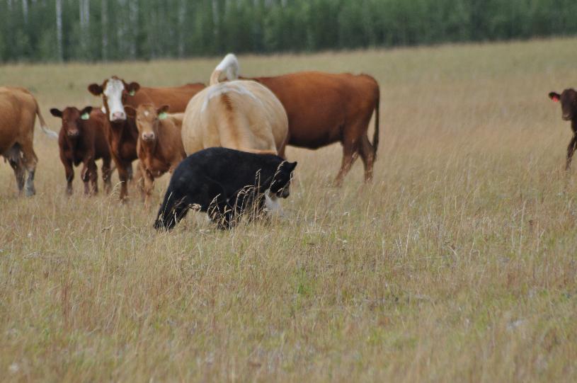 DON'T MESS WITH CANADIAN COWS