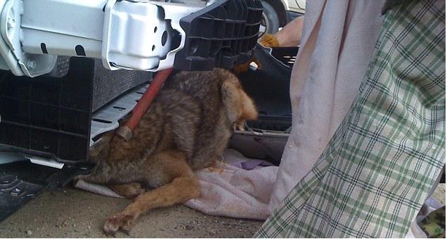 As car is taken apart coyote starts to wriggle.