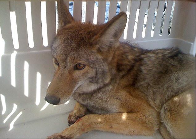 Coyotes rests in cage suffering only minor scapes and bruises.