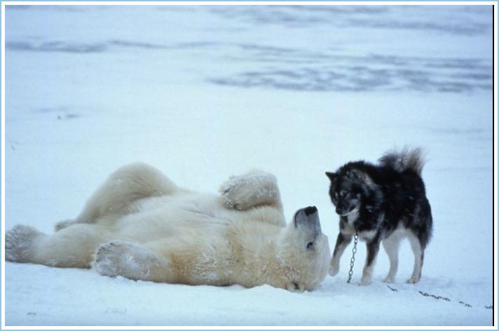Polar Bear Mauls Sled Dogs
