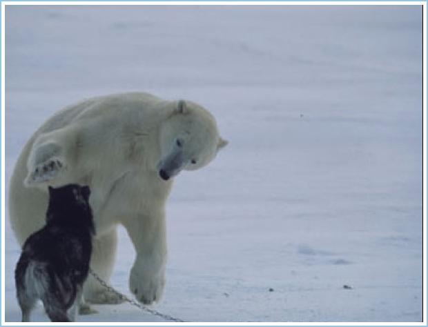 Polar Bear Mauls Sled Dogs