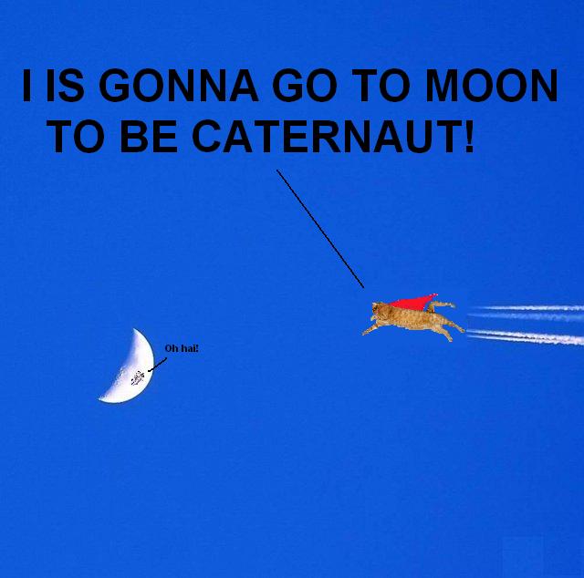 Caternaut LOL cat