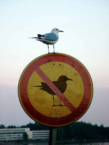 No birds,eh?
