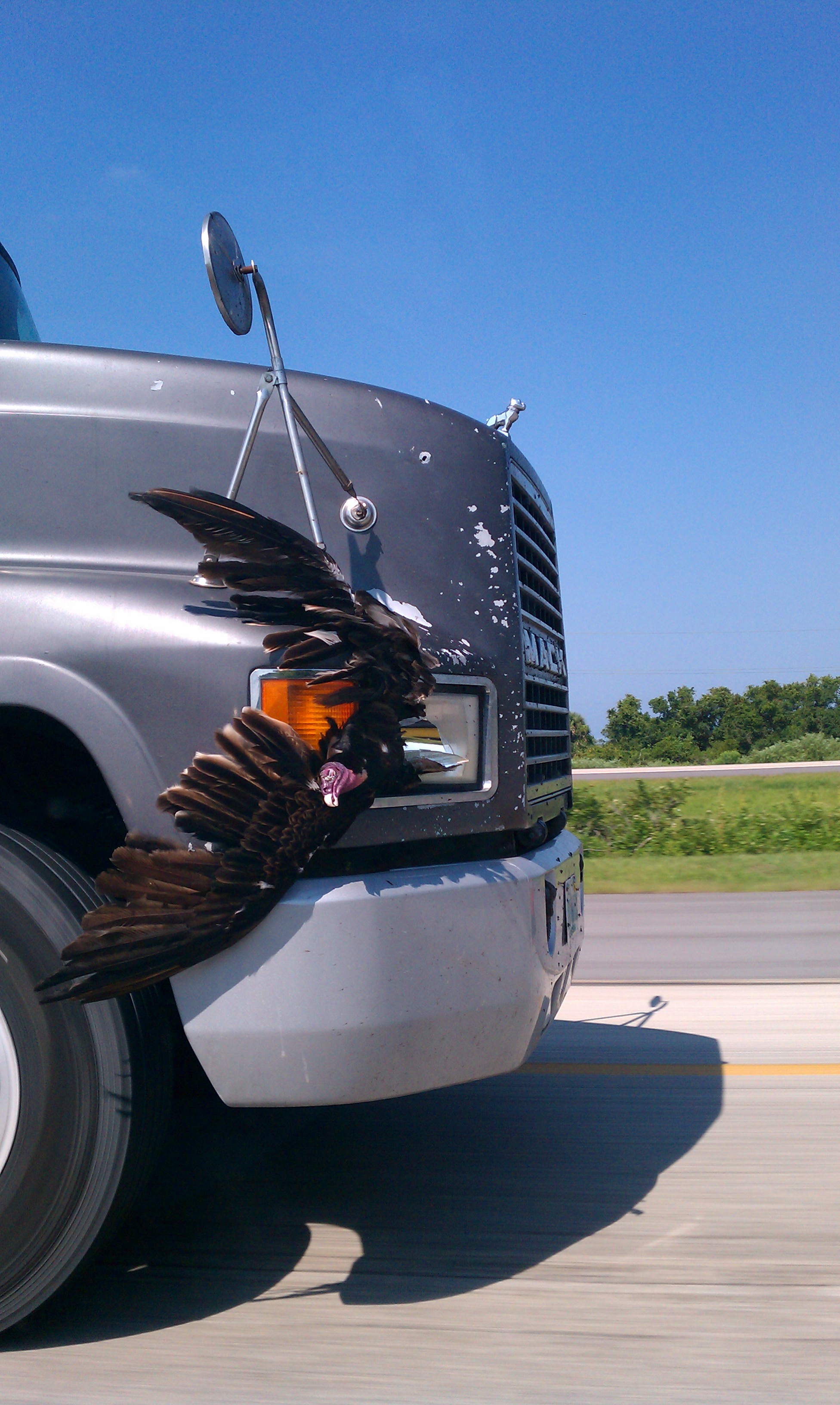 Driver stops for gas.  "Hey buddy, you know there's a buzzard on your grill?" 