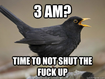 bird meme 3am - 3 Am? Time To Not Shut The Fuckup quickmeme.com