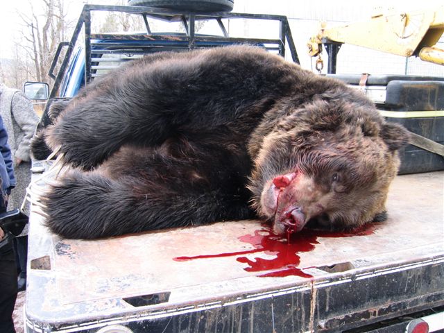 Grizzly hit by truck